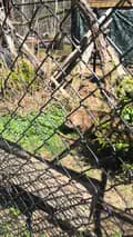 Rustic Acres Wildcat Rescue-rawr_sanctuary
