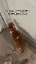 IndoorOutdoorKat-indooroutdoorkat
