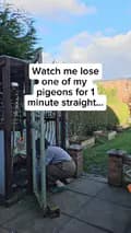 Penny the Pigeon-comeonlittlepigeon