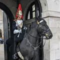 The King's Horse UK-kingshorseuk