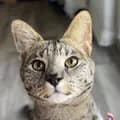 Nikko The Savannah Cat 🐱-themccuenshow