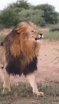 🦁『★』  lion『★』🦁-king.efrin