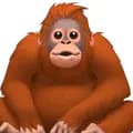 orangutan Nana-orangutan805