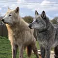Walking with wolfdogs-walking_with_wolfdog
